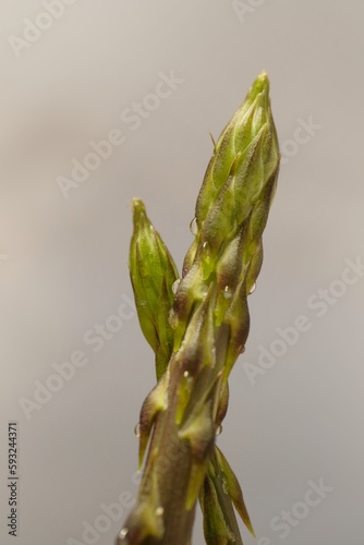 wild asparagus