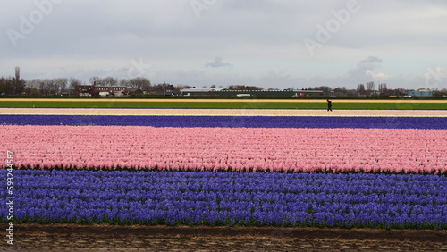 Tulpenfeld in Holland am Keukenhof photo