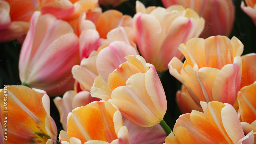 Tulpen und Blumen am Keukenhof in den Niederlanden Tulpen und Blumen am Keukenhof in den Niederlanden