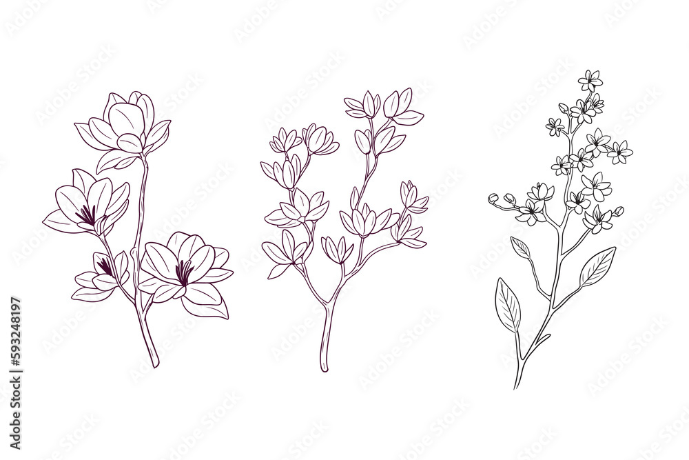 blossom flower. botanical concept. hand drawn vector illustration