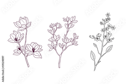 blossom flower. botanical concept. hand drawn vector illustration