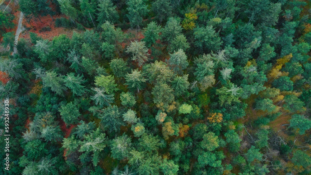 Aerial shot over woods in the netherlands