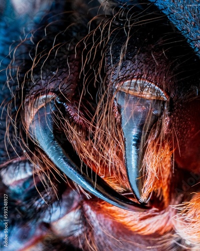 Closeup of tarantula fangs