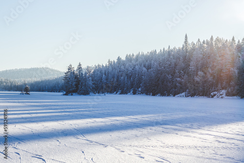 winter landscape with trees and soft light