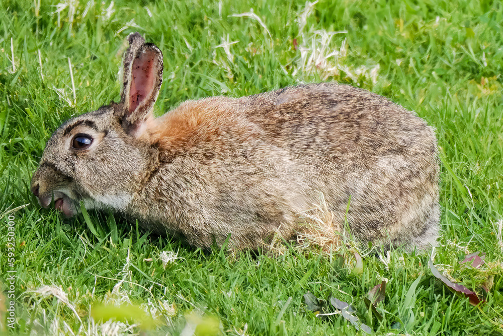 Fototapeta premium bunny