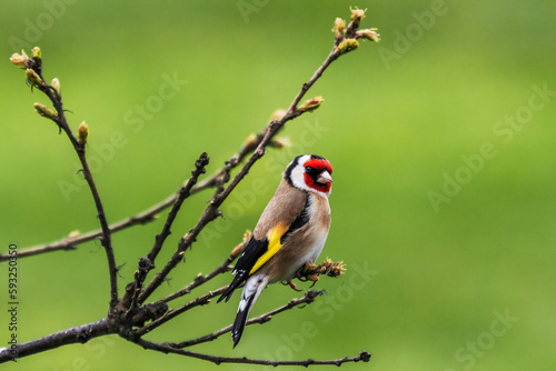european goldfinch © Raimonds