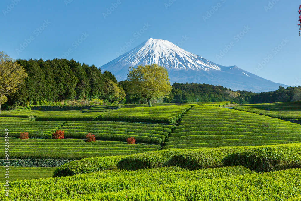 新緑の大渕笹場茶畑から春の富士山