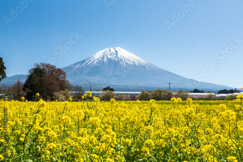 春の菜の花畑から見る富士山