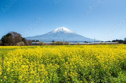 春の菜の花畑から見る富士山