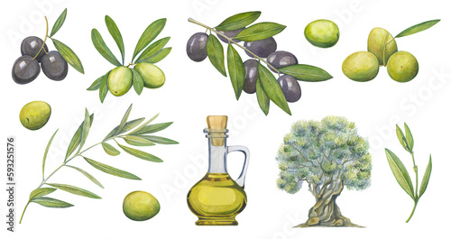 Olive tree set in a watercolor style. Hand drawn watercolor olive branch.Illustrations of green and black olives on white background.Illustration of oil bottle isolated.