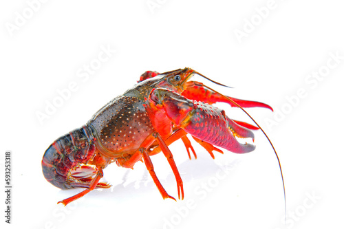 Wallpaper Mural Lobster on a white background Torontodigital.ca