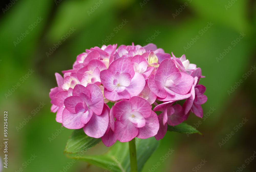 close up of pink hydrangea flower close up of pink hydrangea flower