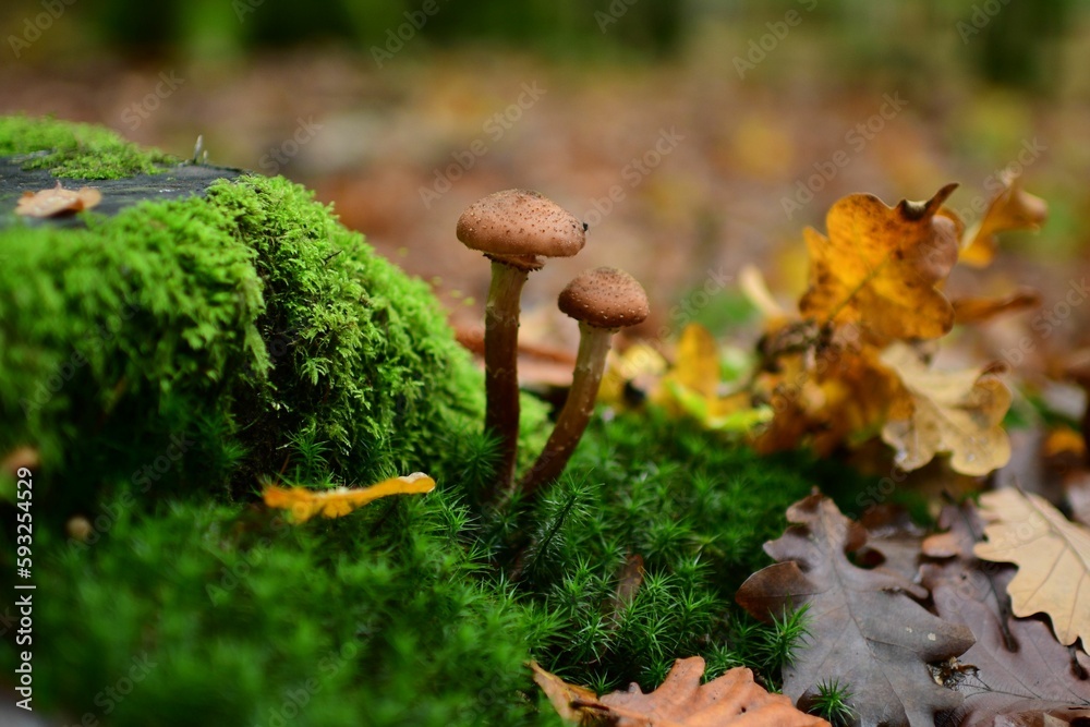 Closeup of mushrooms growing on a mossy tree