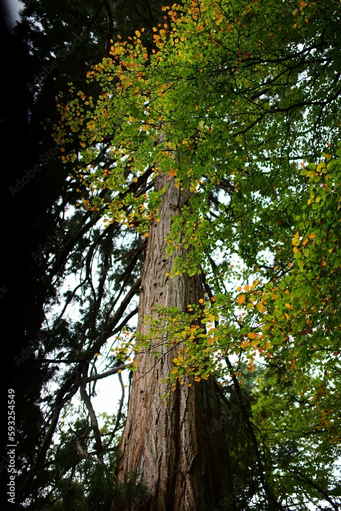 Fototapeta premium Low angle shot of an old tall tree in the forest