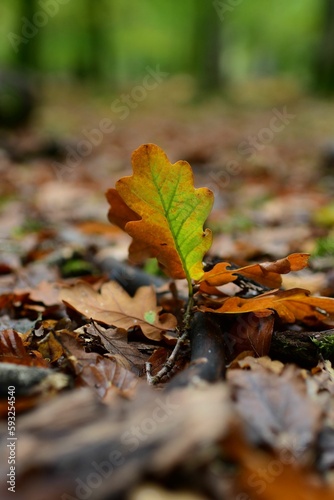 Vertical macro of autumn leaves