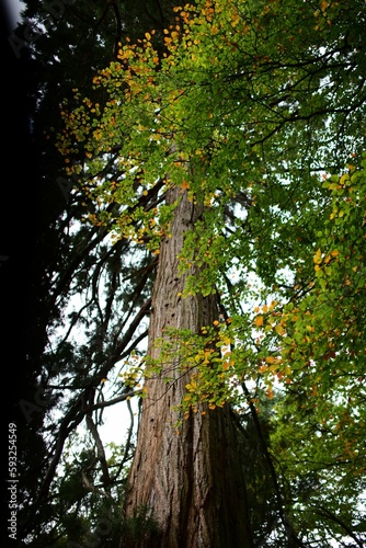 Fototapeta Naklejka Na Ścianę i Meble -  Low angle shot of an old tall tree in the forest