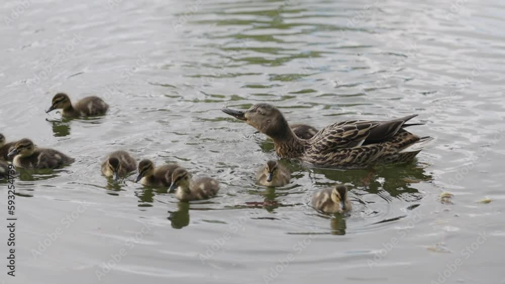 Slow motion mother duck with babies swimming in a pond Slow motion mother duck with babies swimming in a pond