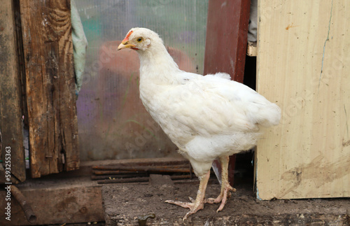 White chicken in a dirty chicken coop. Close-up. Selective focus. Copyspace