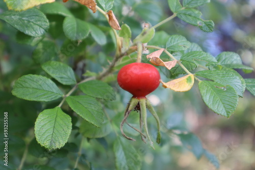 Red rosehip hanging on a branch. On a blurred background. Close-up. Selective focus. Copyspace