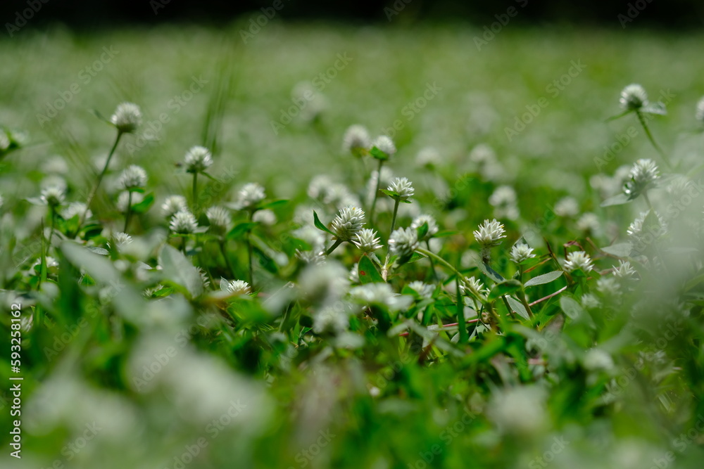 close up of weeds. alternanthera philoxeroides is Alligator weeds grow as wild shrubs on the ground. This image is suitable for background or wallpaper. macro photography. wild grass flowers. close up of weeds. alternanthera philoxeroides is Alligator weeds grow as wild shrubs on the ground. This image is suitable for background or wallpaper. macro photography. wild grass flowers.