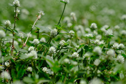 close up of weeds. alternanthera philoxeroides is Alligator weeds grow as wild shrubs on the ground. This image is suitable for background or wallpaper. macro photography. wild grass flowers. photo