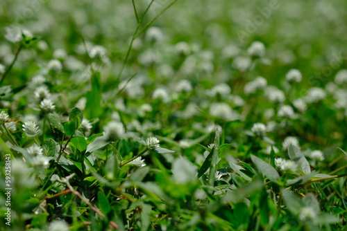 close up of weeds. alternanthera philoxeroides is Alligator weeds grow as wild shrubs on the ground. This image is suitable for background or wallpaper. macro photography. wild grass flowers.