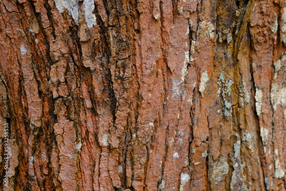 cracked surface texture of the large pine bark, exposed to sunlight. the surface is peeled off because this tree is old. suitable for background or wallpaper. cracked surface texture of the large pine bark, exposed to sunlight. the surface is peeled off because this tree is old. suitable for background or wallpaper.