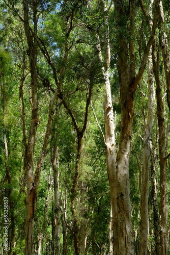 Big eucalyptus tree in the eucalyptus forest. The leaves of this tree are used as raw material for making eucalyptus oil. This forest has lush leaves and towering tree trunks.