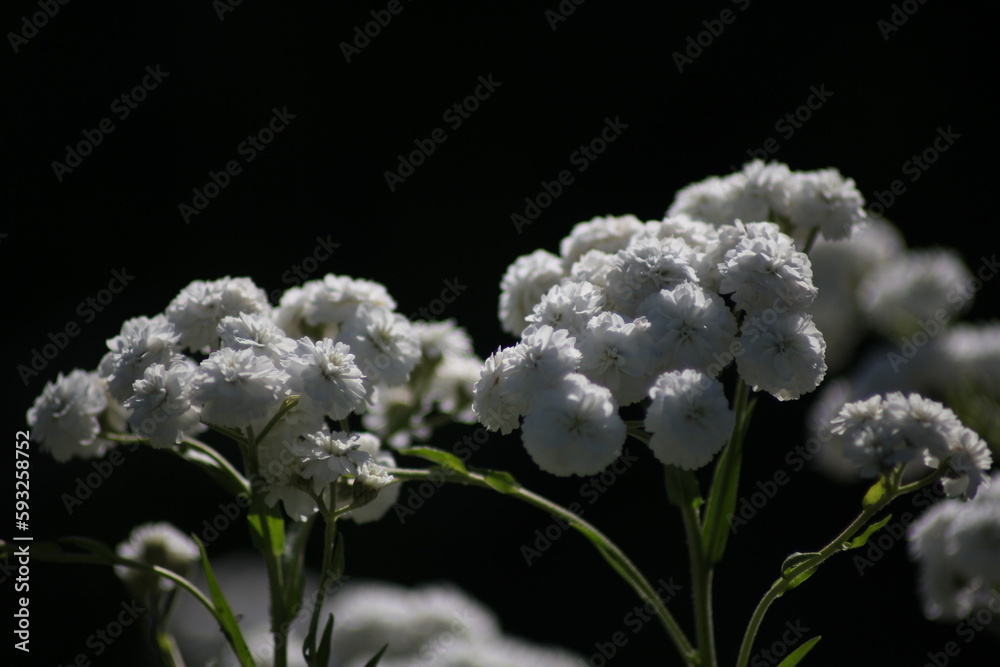 white flowers on black background white flowers on black background