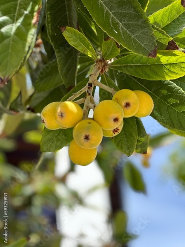 Mushmula on a tree. Eriobotrya japonica photo