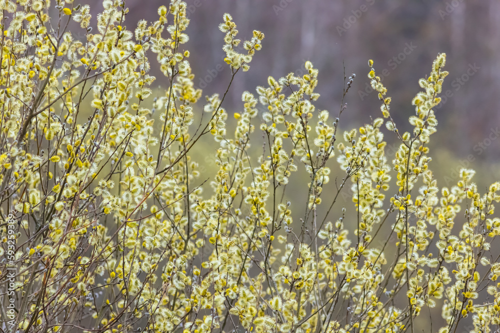 Ταπετσαρία Salix caprea, known as goat willow, pussy willow or great sallow
