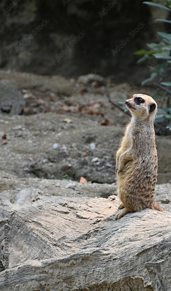 Fototapeta premium Meerkats spend half their lives on guard