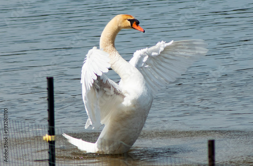 Mute Swan flapping wings. Upper Crooked Lake, Delton MI  photo