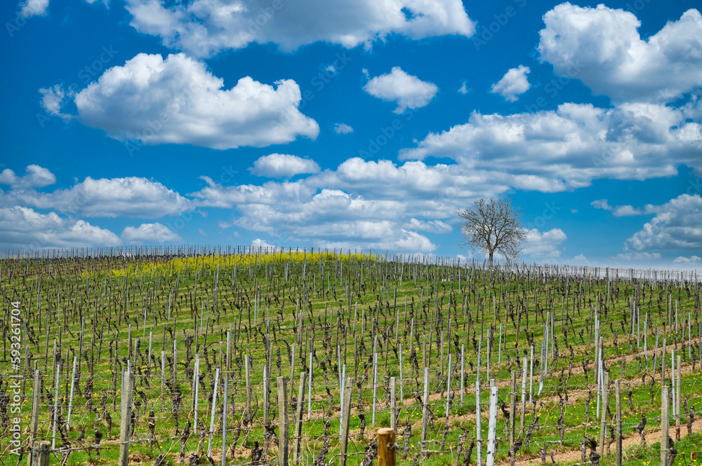 Blue Sky and clouds over the vineyards of the winegrowing area in the Rheingau, Germany 