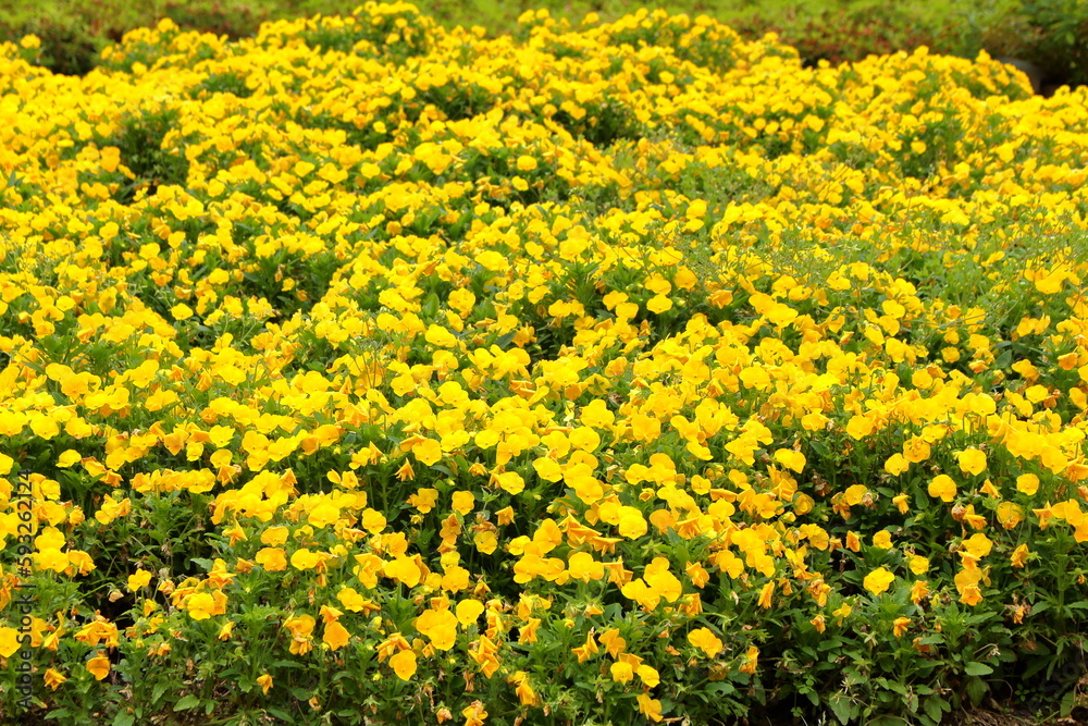 鮮やかな一面の菜の花畑