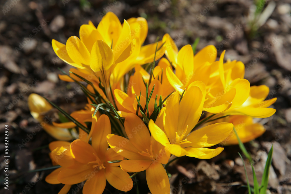 Obraz premium blurred floral background, crocus flowers on a sunny day
