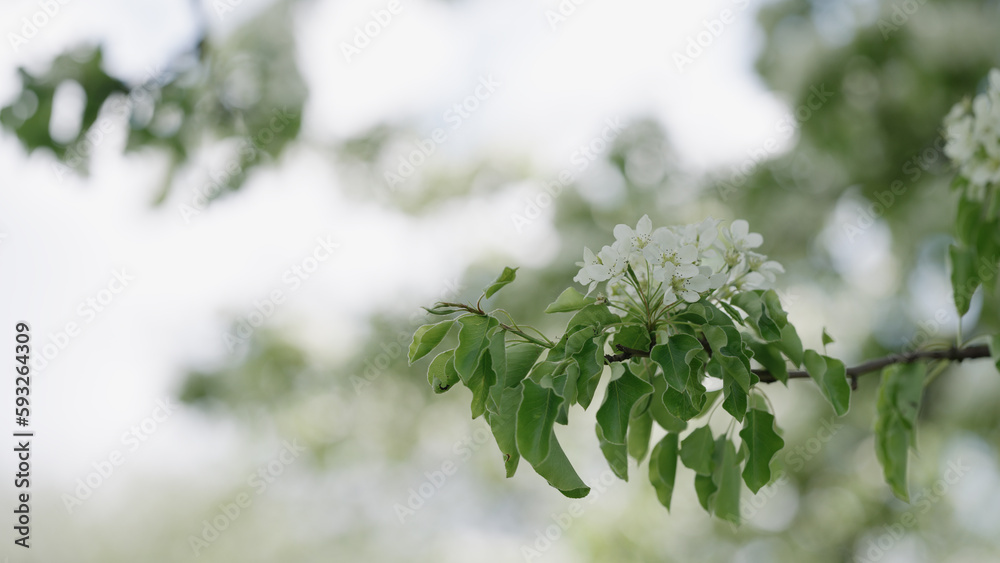 Pear tree with white flowers closeup Pear tree with white flowers closeup