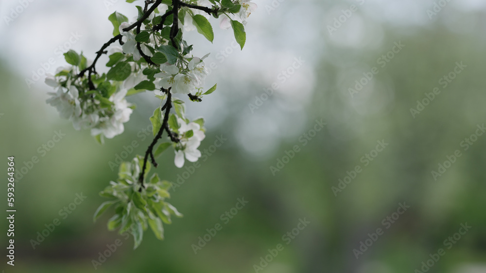 Pear tree with white flowers closeup
