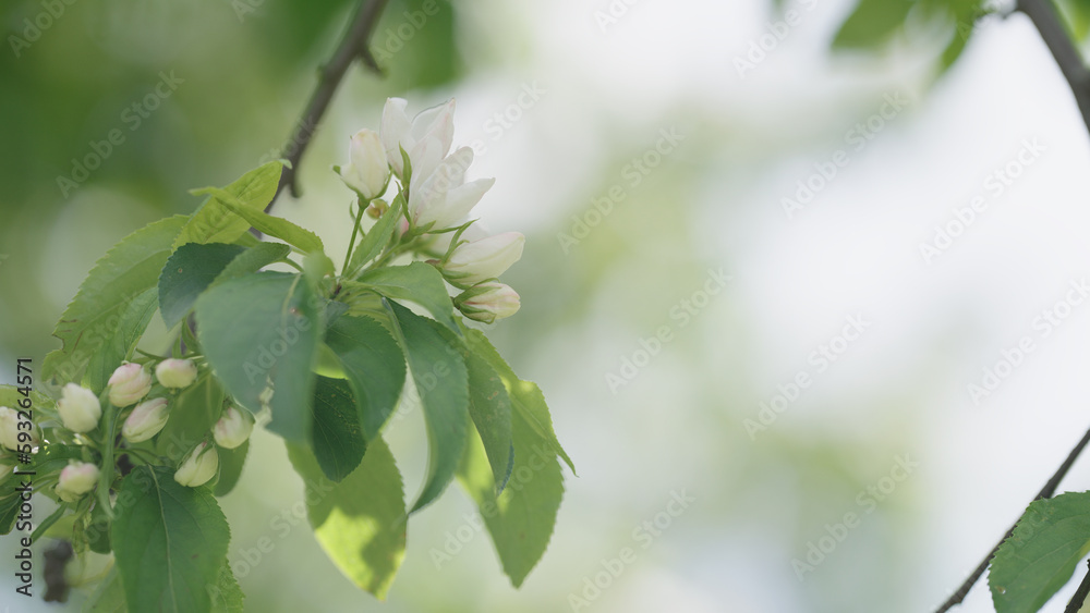 Obraz premium Spring tender apple flowers closeup shot