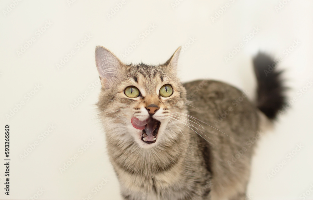 Funny gray cat sits near white cups, licks her lips after eating on white background. Delicious pet food