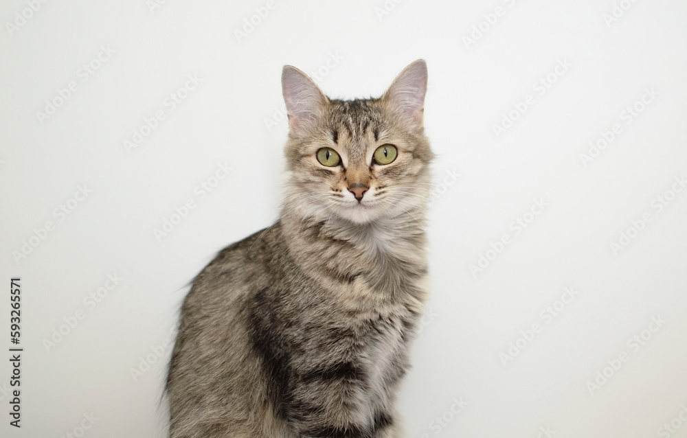 Portrait of a charming gray striped cat on a white background. A place to copy the text. The concept of pets