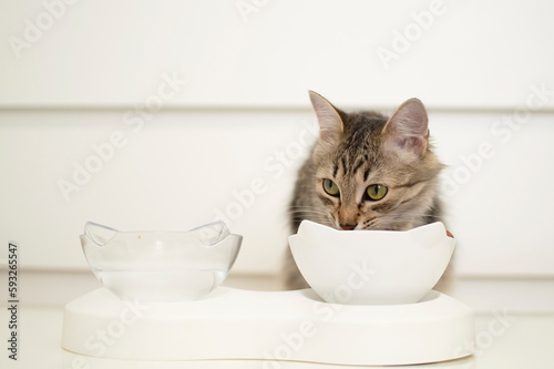 Close-up of hungry cat eating dry food from bowl. White background. Space for copying