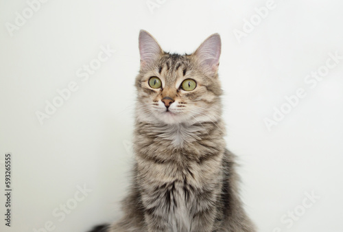 Portrait of a charming gray striped cat on a white background. A place to copy the text. The concept of pets