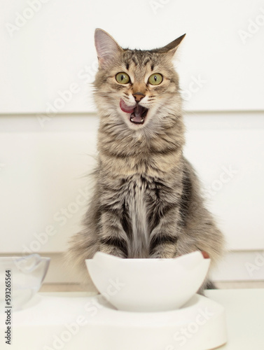 Fototapet Funny gray cat sits near white cups, licks her lips after eating on white background
