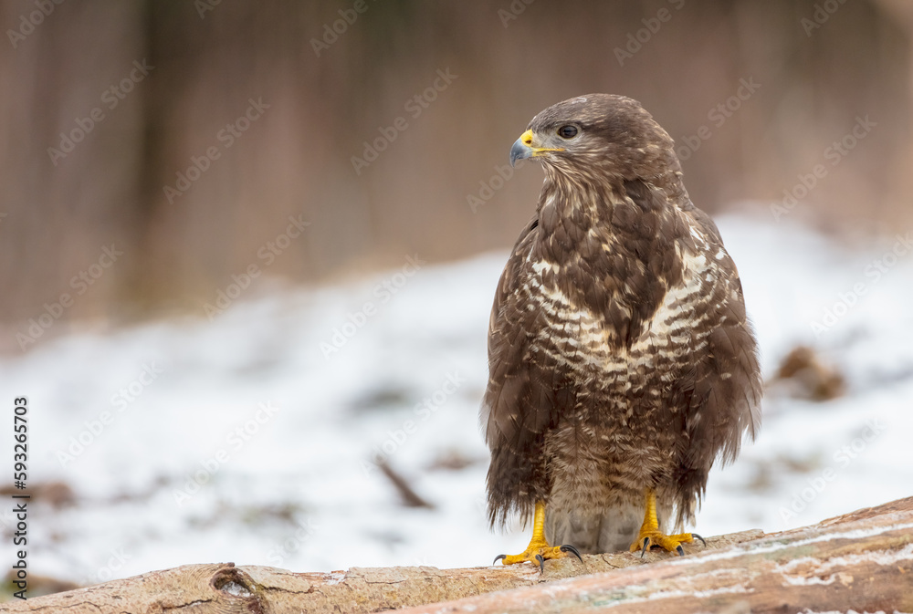 Fototapeta premium Common Buzzard in early spring at a wet forest