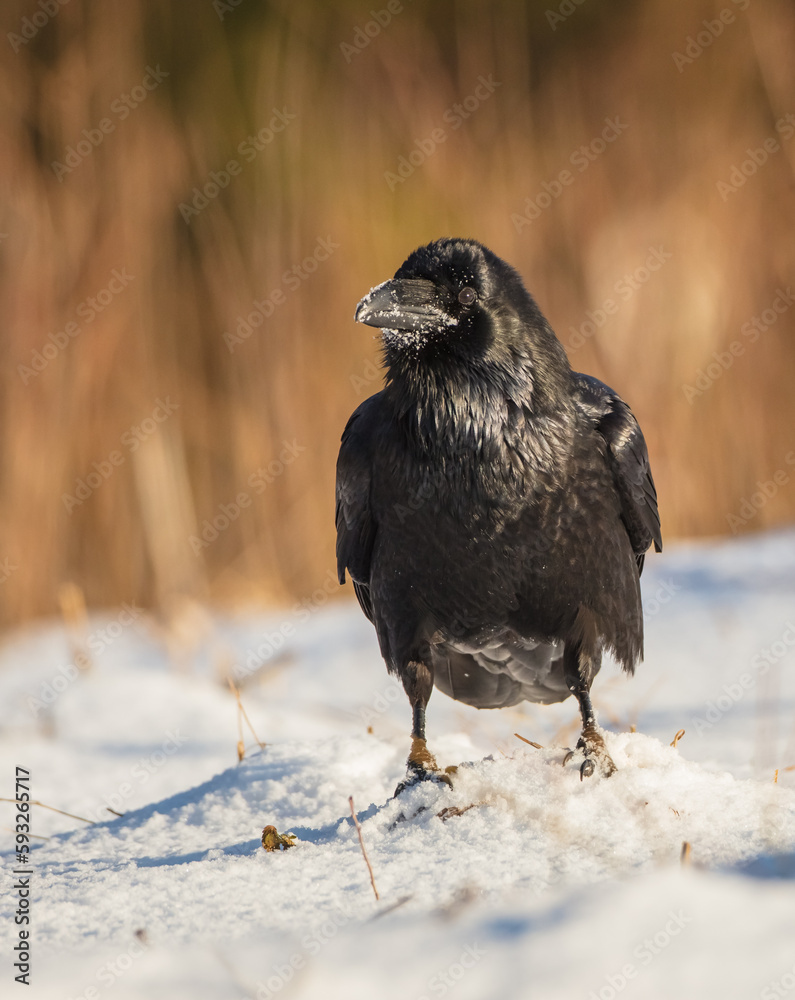 Common Raven - in winter at a wet forest Common Raven - in winter at a wet forest