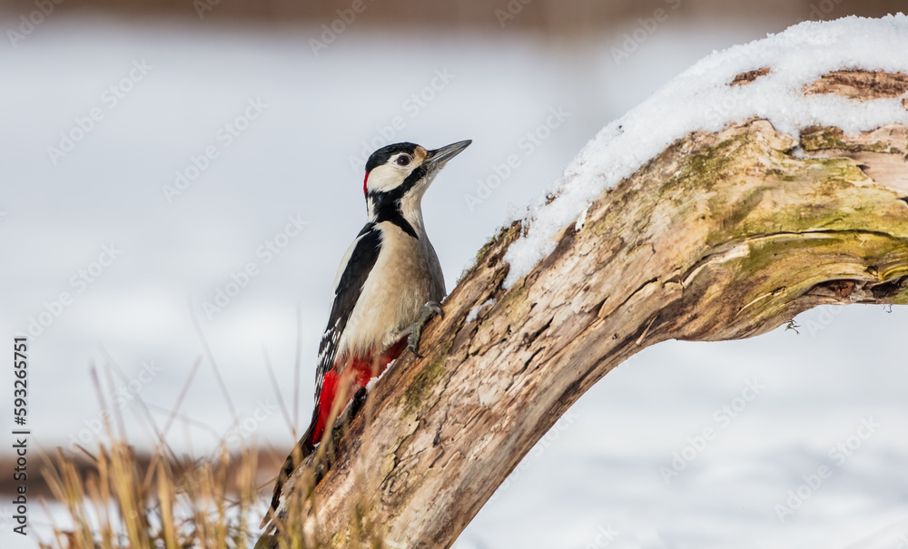 Fototapeta premium Great Spotted Woodpecker - male - in the wet forest in winter