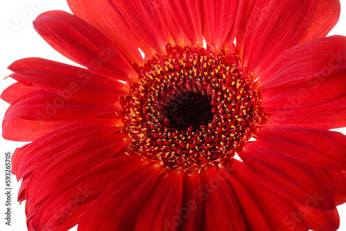 Red gerbera flower on white background  closeup