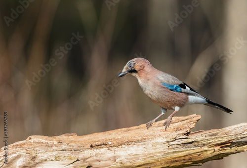 Eurasian Jay - in early spring at the wet forest