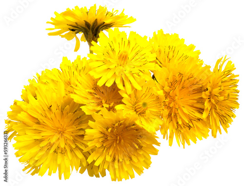 Closeup of a bouquet of yellow flowers on white background  dandelion hawk s beard  crepis vesicaria  asteraceae 